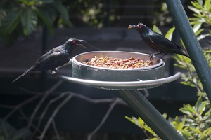 316-5068 San Diego Zoo - Metallic Starlings